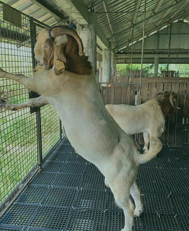 Dwarf Goat