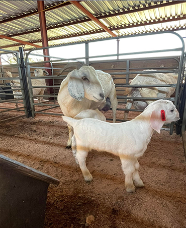 Gray Brahman Cattle