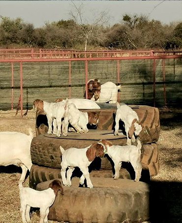 Jersey Dairy Cow