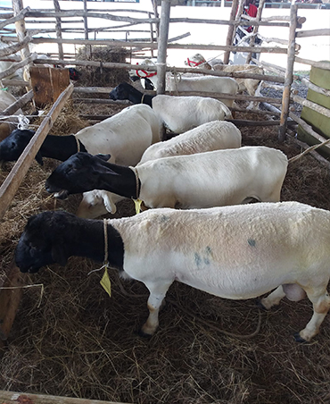 Hampshire Sheep