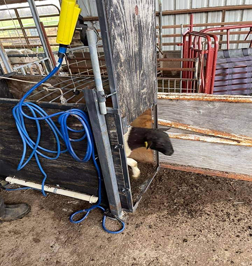 Sheep Feed