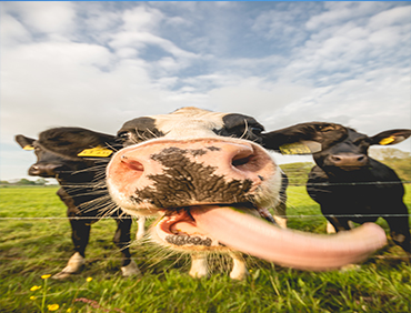 Boran Cattle