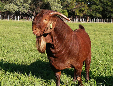 Goats for sale