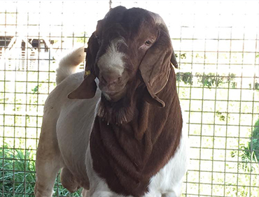 Boer Goat