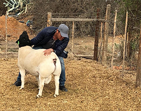 Beefmaster Cattle