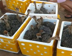 Ostrich Chicks