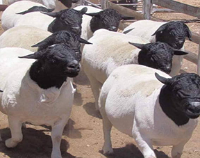 Dohne Merino Sheep