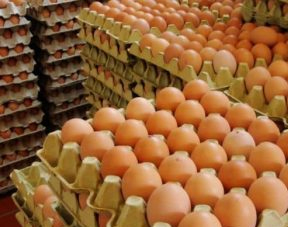 Ostrich Eggs